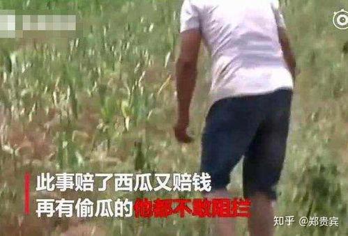 文安吃瓜事件网红视频大全,网红视频大盘点，揭秘网络热点背后的真相