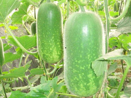 网红陈佩奇吃瓜视频大全,笑料百出，揭秘网红幕后生活