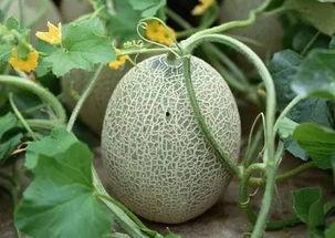 吃哈密瓜网红,甜蜜诱惑，夏日清凉新宠