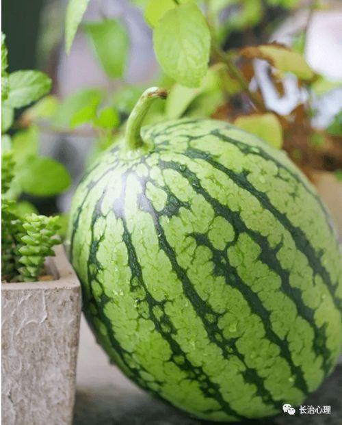 吃瓜网的其他特点,趣味横生，资讯丰富的网络社区新宠