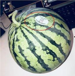 内蒙吃瓜网红,揭秘草原上的“瓜界达人”