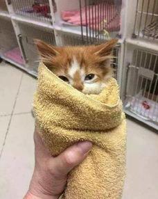 网瓜猫可以吃吗有毒吗,有毒与否揭秘