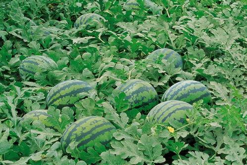 咸阳网红吃瓜群微信,揭秘网络社交圈的趣味与争议