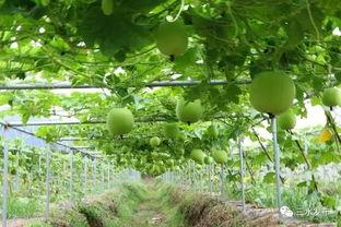 吃瓜官网入口地址