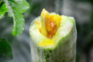 高质量网红吃瓜视频下载,高清下载攻略，尽享娱乐盛宴