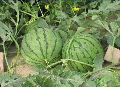 安溪网红吃瓜事件视频,一场网络热议的瓜田奇谈