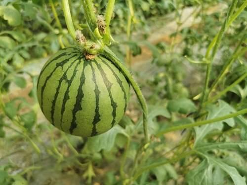 无忧传媒网红吃瓜,无忧传媒带你领略娱乐圈风云变幻